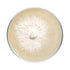 Lion's Mane Mushroom Plate Culture